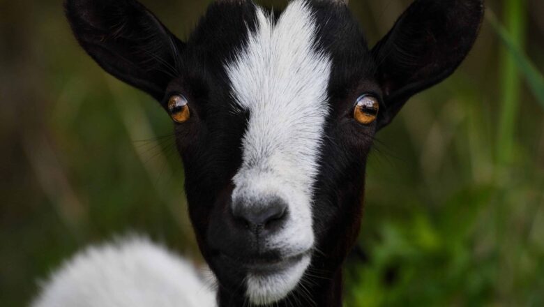 Nord-Kivu: Mystérieux animal tue 20 chèvres dans le territoire de Lubero; Appel aux autorités pour intervenir