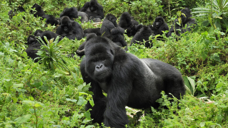 R.D.C : La guerre perturbe le secteur touristique dans le Parc National des Virunga