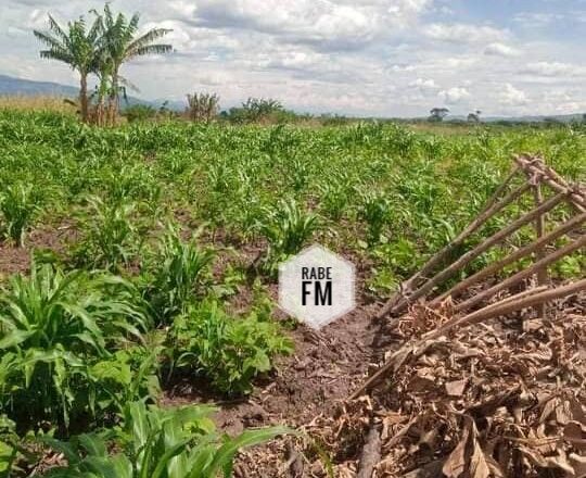 Beni: Des cultures vertes dévastées par les Animaux du Parc de Virunga, Appel à l’action urgente