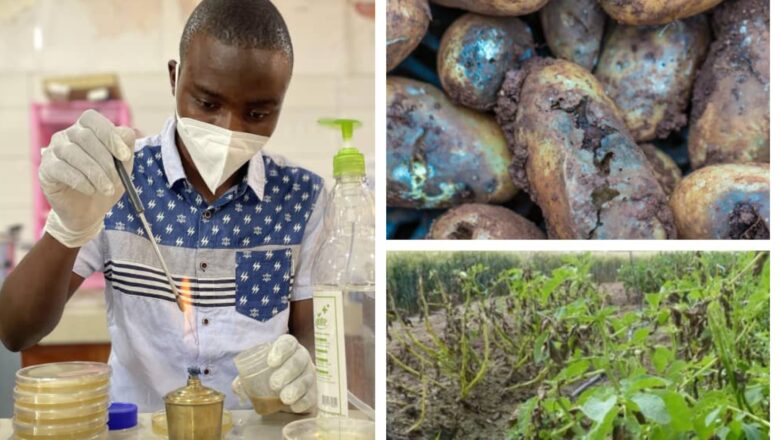 Nord-Kivu: Vers une lutte biologique contre le mildiou de pomme de terre, étude de Sosthene Baeni Luanda