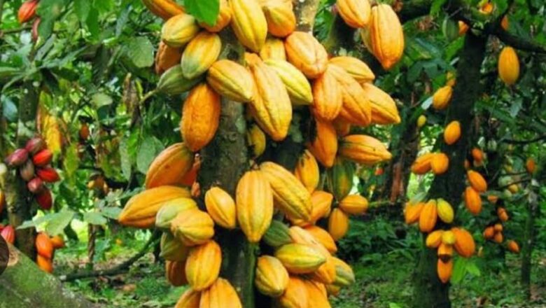 Beni: Mise en garde contre le vol de cacao dans le village de Kabalwa