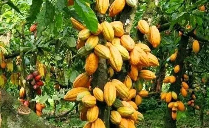 Journée mondiale du diabète: Pourquoi les cultivateurs de cacao doivent se protéger des fèves pour prévenir l’hyperglycémie