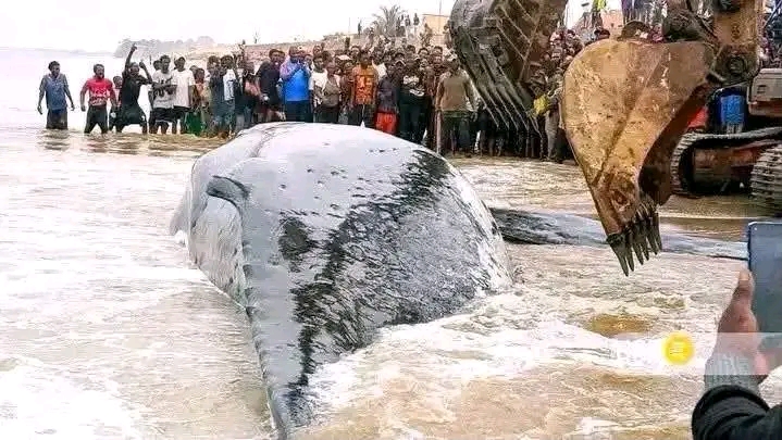 Kongo-Central : la baleine de Muanda sera déterrée pour révéler les causes de sa mort